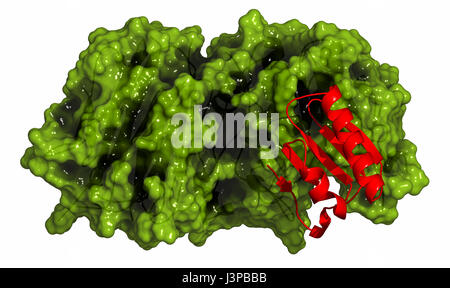 La subtilisine kexin proprotéine convertase PCSK9 (type 9) de protéines. Cible de nombreuses Présentation de cholestérol abaissant des drogues. Caricature représentation ( Banque D'Images