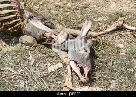 Les vestiges d'un cerf, qui a été récupéré par les vautours, dans le village de San Pedro Manrique, province de Soria, au nord de l'Espagne, où un nombre élevé de cas de la gale est signalé. (Photo par : Jorge Sanz/Pacific Press) Banque D'Images