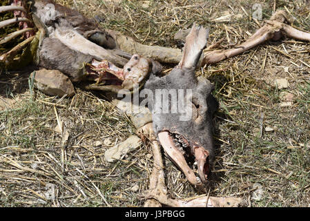 Les vestiges d'un cerf, qui a été récupéré par les vautours, dans le village de San Pedro Manrique, province de Soria, au nord de l'Espagne, où un nombre élevé de cas de la gale est signalé. (Photo par : Jorge Sanz/Pacific Press) Banque D'Images