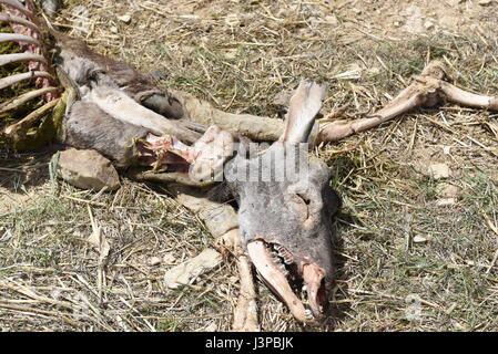 Les vestiges d'un cerf, qui a été récupéré par les vautours, dans le village de San Pedro Manrique, province de Soria, au nord de l'Espagne, où un nombre élevé de cas de la gale est signalé. (Photo par : Jorge Sanz/Pacific Press) Banque D'Images