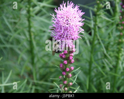 Violet floraison liatris plante dans un jardin. Banque D'Images