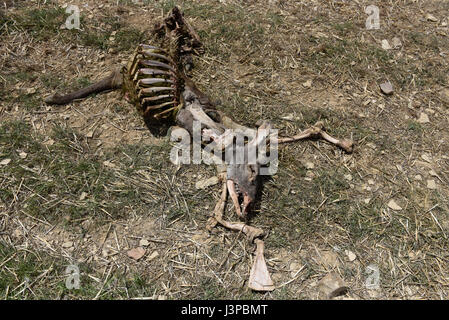 Les vestiges d'un cerf, qui a été récupéré par les vautours, dans le village de San Pedro Manrique, province de Soria, au nord de l'Espagne, où un nombre élevé de cas de la gale est signalé. (Photo par : Jorge Sanz/Pacific Press) Banque D'Images