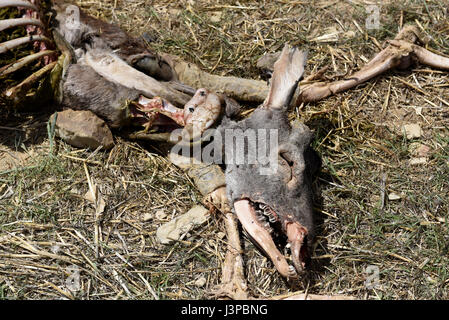 Les vestiges d'un cerf, qui a été récupéré par les vautours, dans le village de San Pedro Manrique, province de Soria, au nord de l'Espagne, où un nombre élevé de cas de la gale est signalé. (Photo par : Jorge Sanz/Pacific Press) Banque D'Images