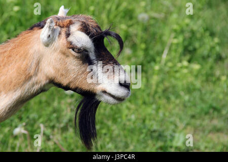 Dans un pré de chèvre. photo Banque D'Images