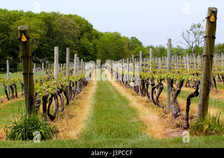 Vignes à Sakonnet Vineyards dans la région de Little Compton, Rhode Island, USA Banque D'Images