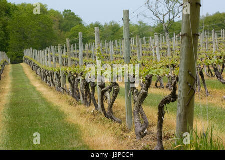 Vignes à Sakonnet Vineyards dans la région de Little Compton, Rhode Island, USA Banque D'Images