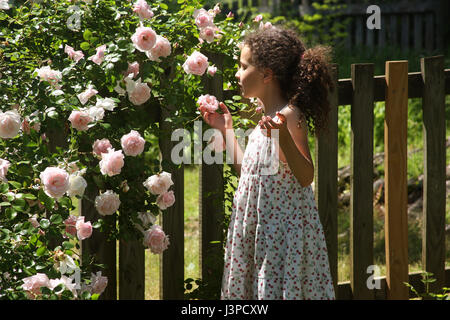 Adorable petite fille smelling roses dans le jardin Banque D'Images