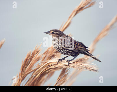 Red-Winged perchoirs femelles Blackbird Banque D'Images