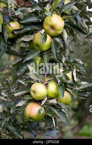 Malus domestica 'Rhode Island Greening'. Pommes sur un arbre. Banque D'Images