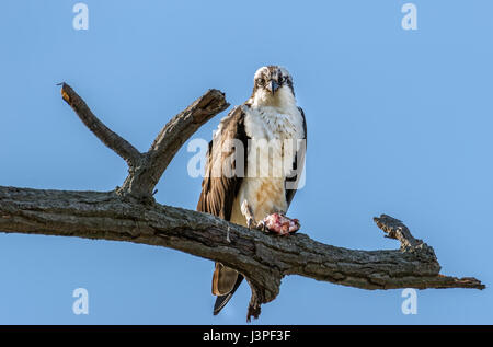 Osprey perché sur une branche tenant un grand Sébaste sur la baie de Chesapeake dans le Maryland Banque D'Images