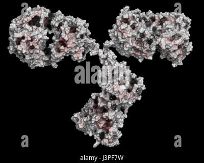 Anticorps monoclonal IgG2a (immunoglobulines). De nombreux médicaments biotechnologiques sont des anticorps. Représentation Cartoon combinés avec des surfaces semi-transparent. Banque D'Images