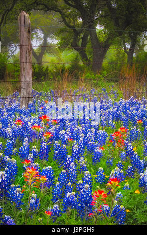 Bluebonnets et Pinceau le long de routes de campagne, dans le Texas Hill Country autour de Llano. Lupinus texensis, le Texas bluebonnet, est une espèce de lupin e Banque D'Images