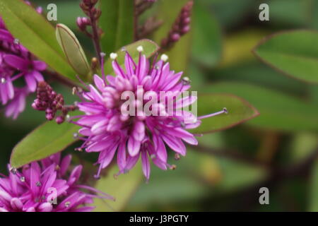 Fleurs de Hebe Banque D'Images