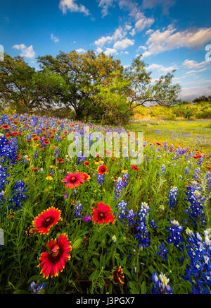 Bluebonnets et indiennes le long contrat cadre route de campagne et le Texas Hill Country autour de Llano. Lupinus texensis, le Texas bluebonnet, est une espèce de Lupi Banque D'Images