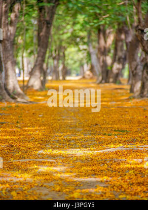 Pathway avec des fleurs jaunes et verts des arbres à l'intérieur Banque D'Images