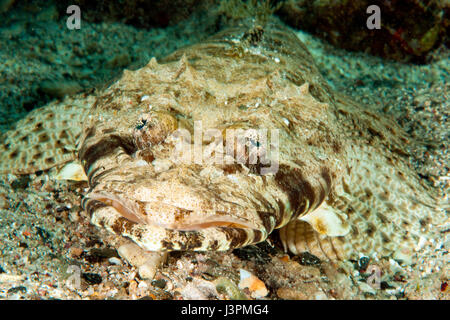 Flathead, tapis, Mer Rouge, Papilloculiceps longiceps, Banque D'Images