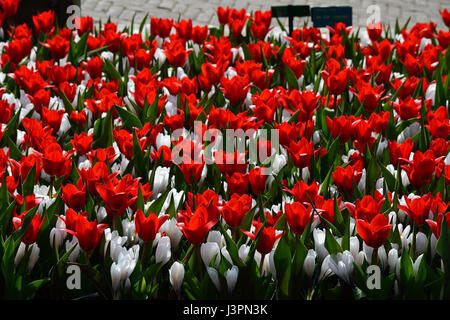 Re et white tulip garden Banque D'Images