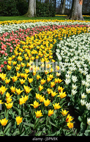 Jardin de diverses couleurs de tulipes Banque D'Images