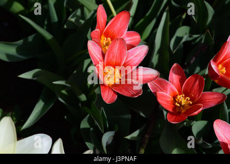 Tulipe rouge ouvert avec des pétales et des étamines jaunes avec dos vert feuillage au sol Banque D'Images