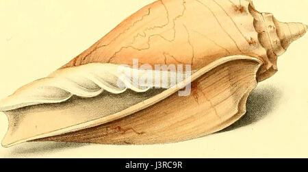 'Exotic conchology ; ou, les figures et les descriptions d'espèces rares, beaux, ou des espèces de coquillages, tirés sur les pierres de la plus sélectionnez échantillons ..' (1821) Banque D'Images