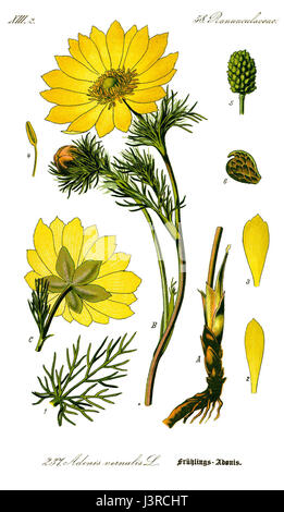 Adonis vernalis illustration0 nettoyer Banque D'Images