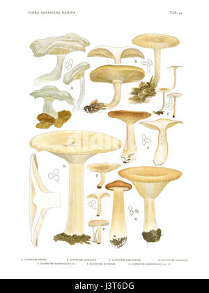 Ceci fait référence à une plaque d'illustration de l'œuvre de Jakob E. Lange 'Flora agaricina Danica', qui se concentre sur les champignons danois, en particulier les agarics (un type de champignon), mettant en valeur diverses espèces de la région. Banque D'Images