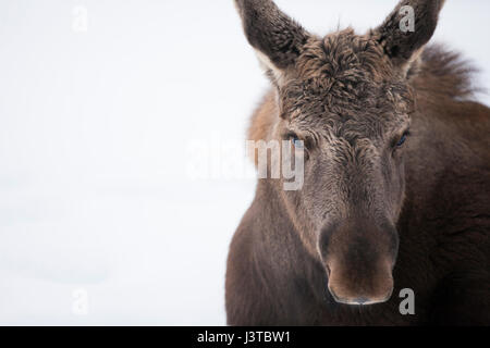 Close up d'un jeune orignal dans la neige d'Alaska. Banque D'Images