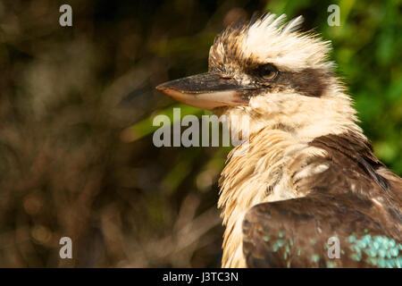 Australian Kookaburra assis sur une branche d'arbre Banque D'Images