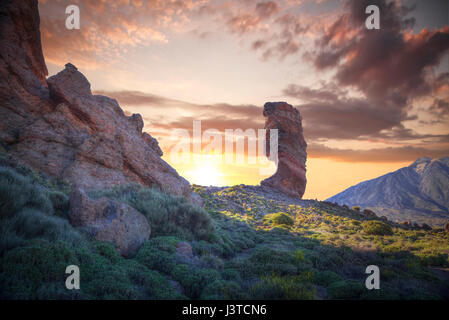 Echium wildpretii .célèbre doigt de Dieu rock dans le parc national du Teide. L'île de Tenerife, Canaries - Espagne Banque D'Images