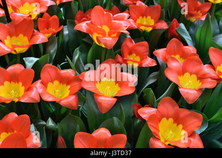 Jardin de tulipes rouges et jaunes Banque D'Images