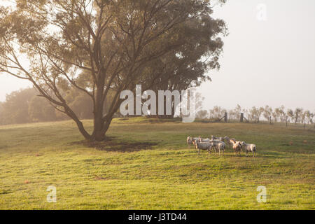 Ferme, Sydney, NSW, Australie Banque D'Images