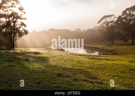 Ferme, Sydney, NSW, Australie Banque D'Images