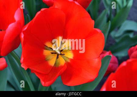 Close up of red tulip avec étamines jaune Banque D'Images