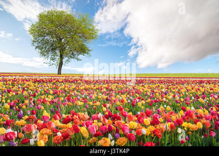 Paysage de printemps avec des fleurs colorées Banque D'Images