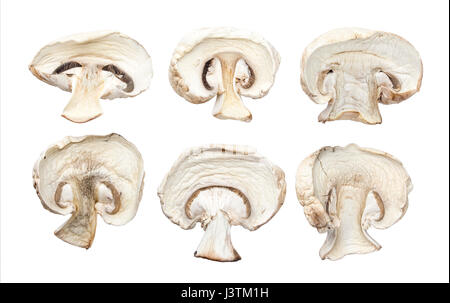 Les champignons séchés isolé sur fond blanc Banque D'Images