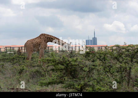 Paysage de papier peint de grande taille de Girafe Africaine en buissons verts sur fond d'immeubles de la ville de Nairobi , Kenya , Parc Banque D'Images