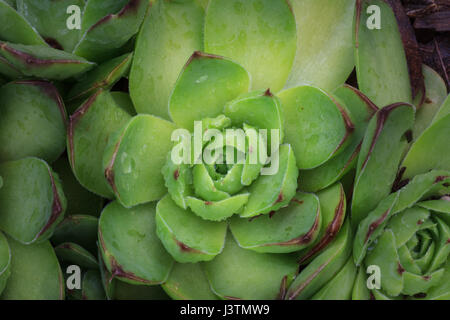 Macro de cactus succulentes echeveria Banque D'Images