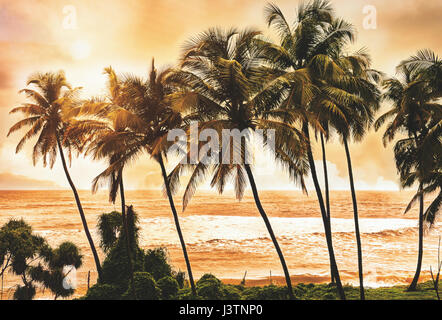 Palmiers au coucher du soleil la lumière. Goa. L'Inde style vintage photo. Filtre Instagram.Sérénité plage tropicale. Banque D'Images