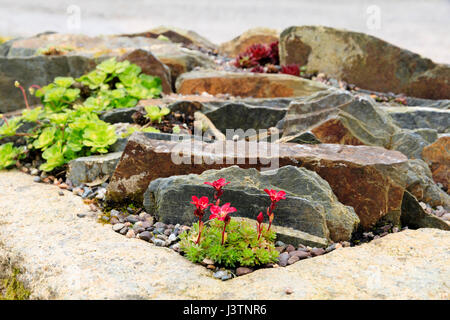 Close up, low angle view sur une auge alpine avec une saxifrage à fleurs rouge en premier plan Banque D'Images