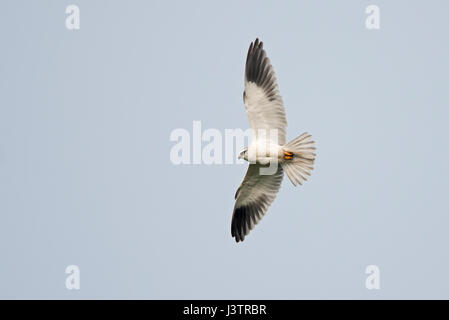 Black-shouldered Kite Elanus axillaris Hula Réserver le nord d'Israël Banque D'Images