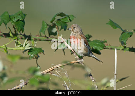 Linaria cannabina Linnet commun homme Salthouse Norfolk summer Banque D'Images