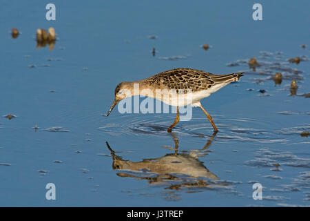 Ruff Philomachus pugnax juvenile en automne Titchwell Norfolk Banque D'Images