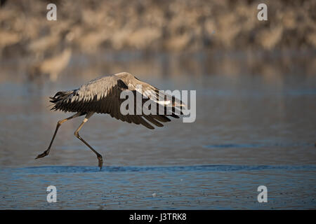 Grue cendrée Grus grus,, l'hiver à la Hula Lake Park, connue en hébreu comme Agamon Hula Valley HaHula dans le Nord d'Israël. Agriculteurs disséminent 8 tonnes Banque D'Images