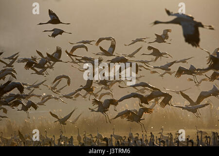 Grues Cendrées, Grus grus, l'hiver à la Hula Lake Park, connue en hébreu comme Agamon Hula Valley HaHula dans le Nord d'Israël. Agriculteurs disséminent 8 tonne Banque D'Images