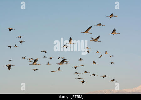 Grues Cendrées Grus grus, l'hivernage au lac Hula Hula Valley Park, dans le Nord d'Israël. Agriculteurs disséminent 8 tonnes de maïs par jour sur vers le marais de garder Banque D'Images