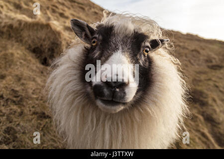 Longs cheveux, traditionnel, blanc mouton islandais à la recherche directement dans la caméra. C'est sur le flanc d'une colline escarpée avec la végétation d'hiver brun. L Banque D'Images