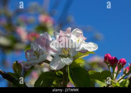 Apple Blossom à la mi printemps sur un petit arbre dans un jardin en Irlande avec des abeilles Banque D'Images