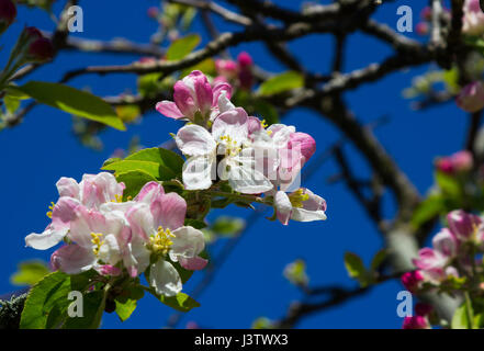 Apple Blossom à la mi printemps sur un petit arbre dans un jardin en Irlande avec des abeilles Banque D'Images