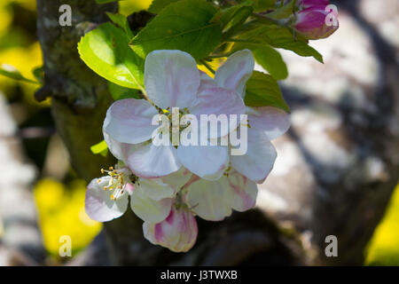 Apple Blossom à la mi printemps sur un petit arbre dans un jardin en Irlande avec des abeilles Banque D'Images