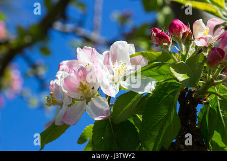 Apple Blossom à la mi printemps sur un petit arbre dans un jardin en Irlande avec des abeilles Banque D'Images